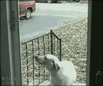 Dog Funny GIF - Dog Funny Door GIFs