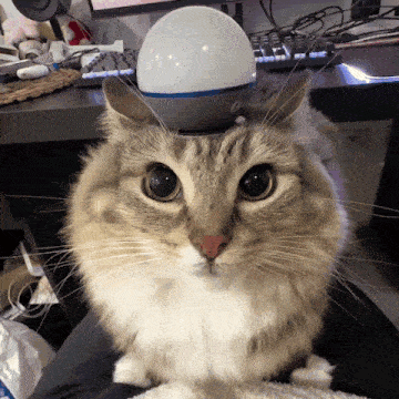 a cat with a small white object on its head looks at the camera