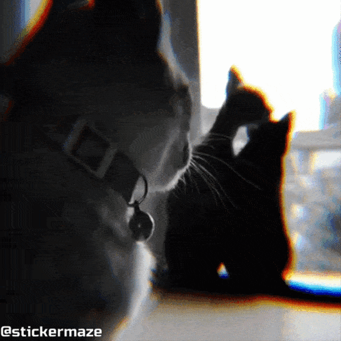 a cat with a bell on its collar looks out a window