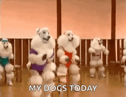 a group of poodles are dancing together in a gym and the words `` my dogs today '' are visible .