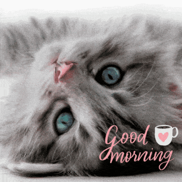 Good Morning Images New 2023 Cute Cat GIF - Good Morning Images New 2023 Cute Cat Alisa GIFs