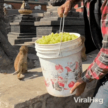 a man is holding a bucket full of grapes and a monkey is standing behind him