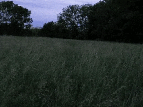 a field of tall grass with trees in the background on a cloudy day .
