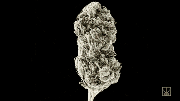 a close up of a marijuana plant on a black background
