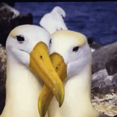 Albatross Courtship GIF - Albatross Courtship Lifestory GIFs