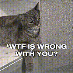 a cat peeking out from behind a wall with the caption wtf is wrong with you ?