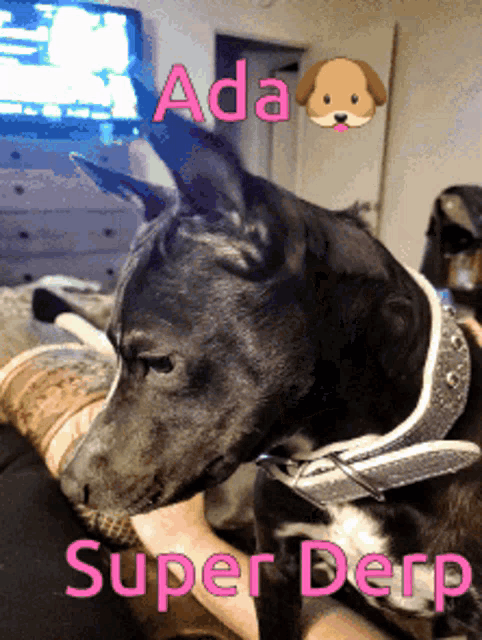 a picture of a dog with the words " ada super derp " on it