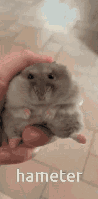 Hameter Hammopet GIF - Hameter Hammopet Hamster GIFs