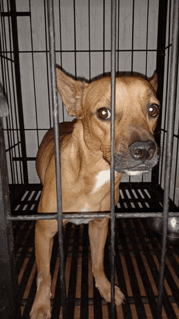 a brown dog is behind bars in a cage looking at the camera