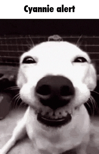 a close up of a dog 's face with the words cyannie alert above it .
