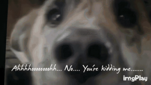 a close up of a dog 's face with the words " you 're kidding me " written below it