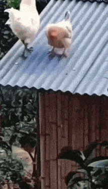 a chicken standing on top of a tin roof next to a wooden building