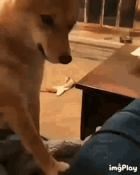 a dog is standing next to a table in a living room looking at something .