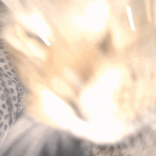 a close up of a cat 's nose with a blurred background
