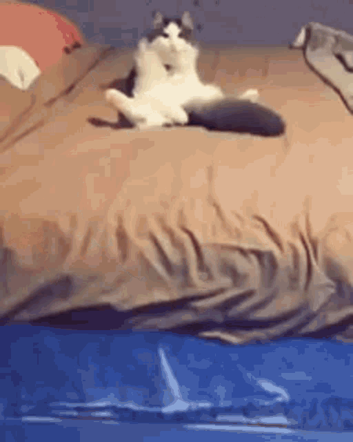 Cat Cat Playing With Tail GIF - Cat Cat Playing With Tail Cute GIFs