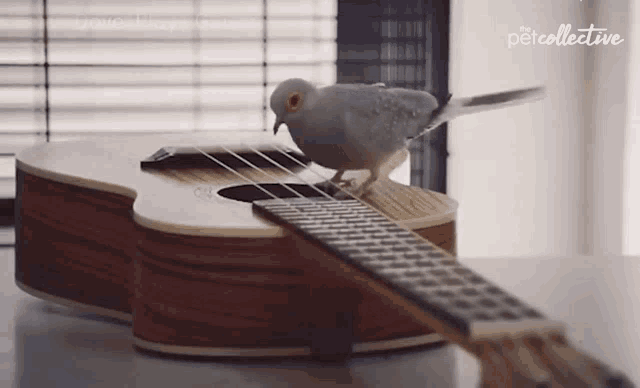 Bird Playing Ukulele Ukulele GIF - Bird Playing Ukulele Ukulele Dove GIFs