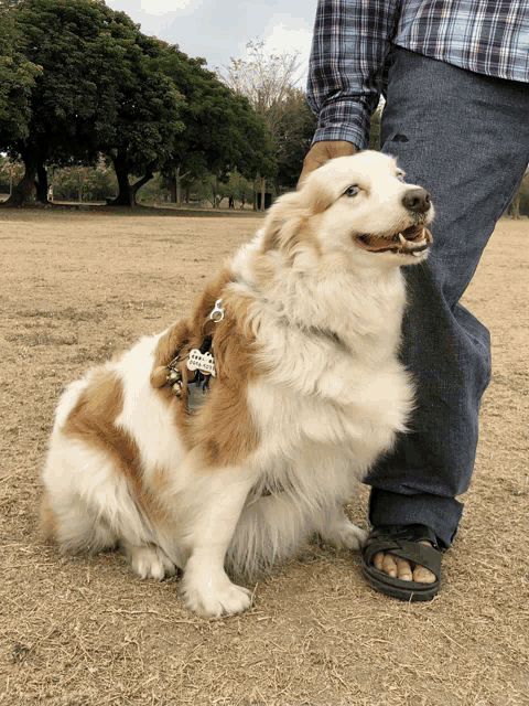 a brown and white dog with a tag on it that says ' amanda '