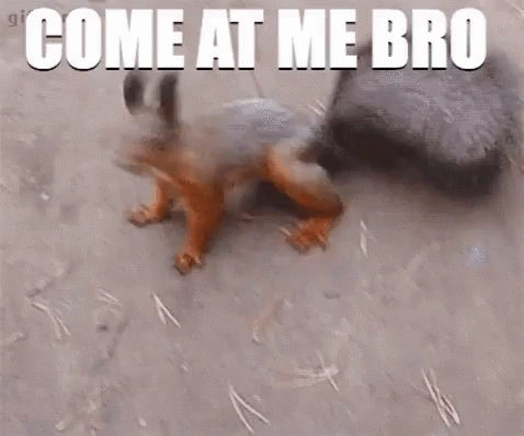 Get Some Squirrel GIF - Get Some Squirrel Come At Me Bro GIFs