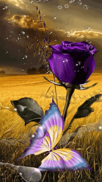 a purple rose with a blue and yellow butterfly sitting on it