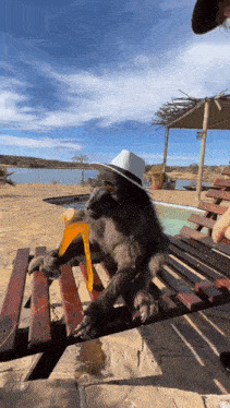 a monkey wearing a cowboy hat is sitting on a wooden bench