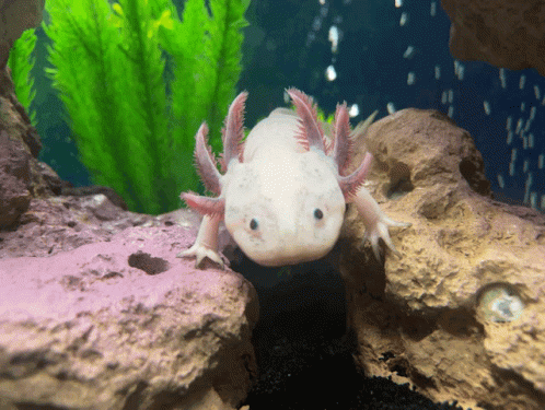 Fish Aquarium GIF - Fish Aquarium Axolotl GIFs