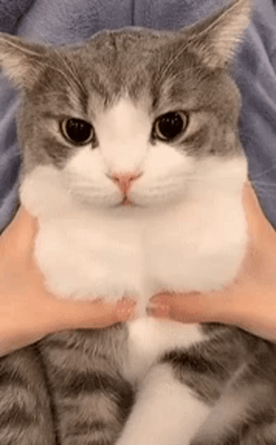 Cat Squish GIF - Cat Squish GIFs