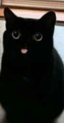 Cat Cat Raspberry GIF - Cat Cat Raspberry Cat Tounge Stick Out GIFs