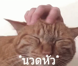 นวดหัว นวดขมับ แมว GIF - Head Massage Head Rub Cat GIFs