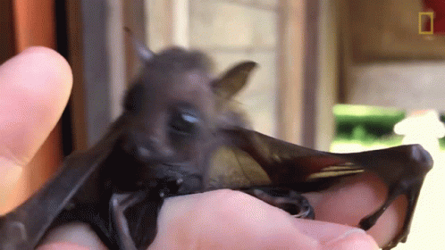Curious Worlds Weirdest GIF - Curious Worlds Weirdest Bat Appreciation Day GIFs
