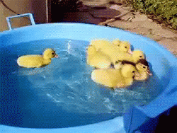 Ducklings Swim GIF - Ducklings Duck Swim GIFs