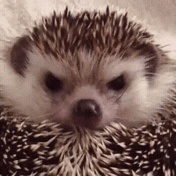 Hedgehog Cute Animal GIF - Hedgehog Cute Animal Wink GIFs