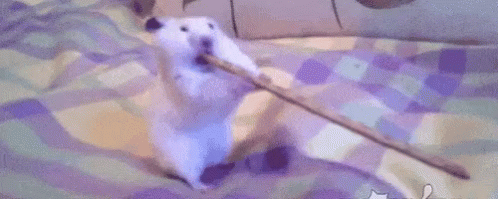 Funny Hamster GIF - Funny Hamster Pretzel GIFs