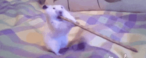 a hamster is holding a stick in its mouth while sitting on a bed .