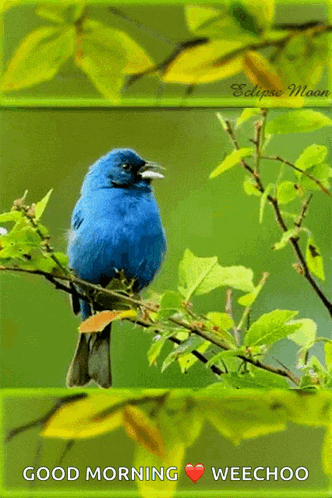 a blue bird perched on a tree branch with the words good morning weechoo below it