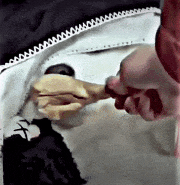 Dog Bait And Switch GIF - Dog Bait And Switch Eat Your Veggies GIFs