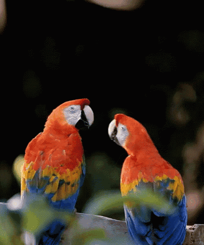 two colorful parrots are sitting on a branch looking at each other