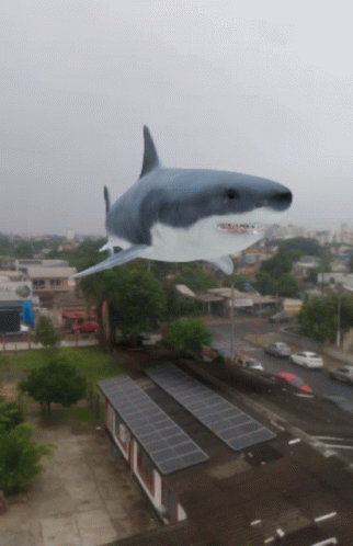 Tubarão Voando GIF - Tubarão Voando GIFs