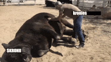 a man is petting a large bull in the dirt with the words kronies written on the bottom