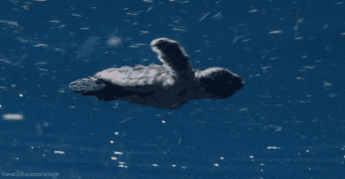 a person is swimming in the ocean with the words headlikeanorange written on the bottom