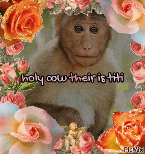 Monkey Titi GIF - Monkey Titi Holy Cow Their Is Titi GIFs