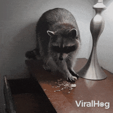 Storing My Food Raccoon GIF - Storing My Food Raccoon Viralhog GIFs