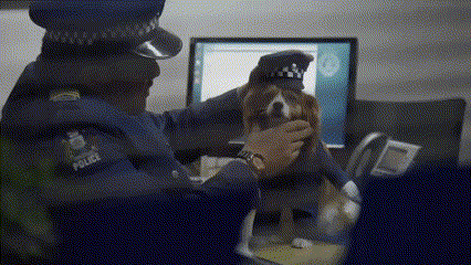 Cops New Zealand Police GIF - Cops New Zealand Police Police Dog GIFs