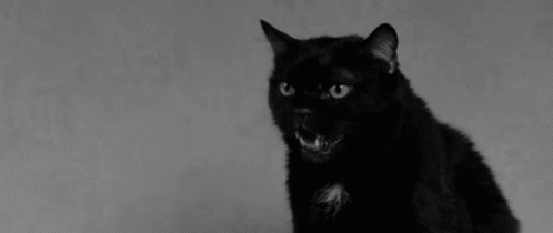 Black Cat Meow GIF - Black Cat Meow Angry GIFs