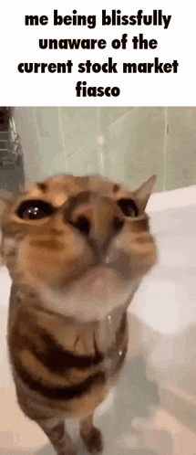 a cat is drinking water from a bathtub while looking up at the camera .