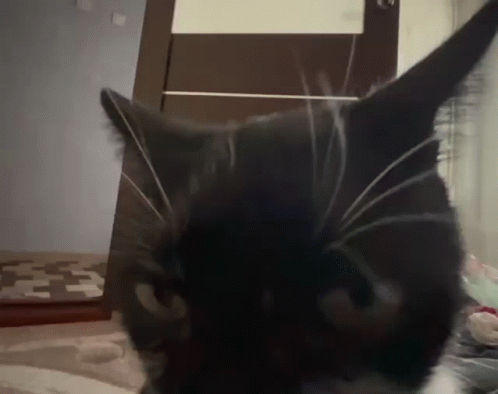 Cat Sniff GIF - Cat Sniff Close Up GIFs