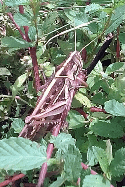 a grasshopper is sitting in a lush green field of plants