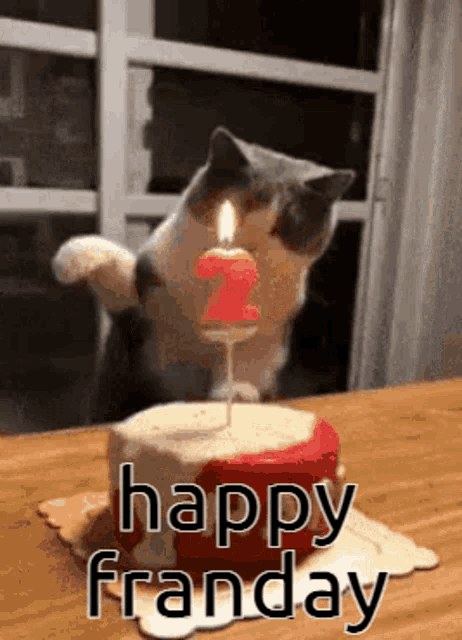 a cat is blowing out a candle on a birthday cake .