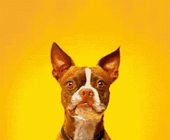 a brown and white dog is smiling and looking at the camera