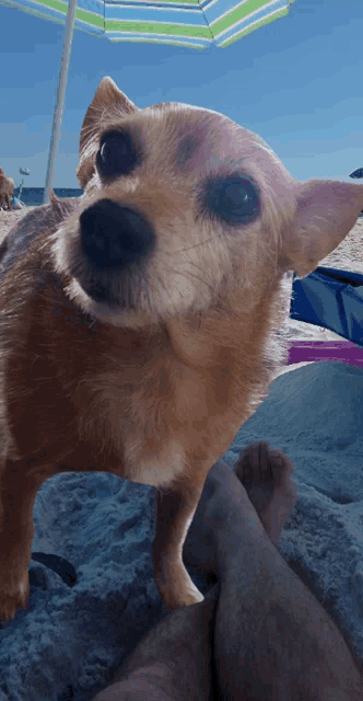 a small dog standing on a beach next to a person 's legs