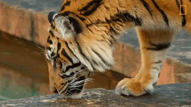 Sniffing Keeping A Sumatran Tiger Healthy GIF - Sniffing Keeping A Sumatran Tiger Healthy Nat Geo Wild GIFs